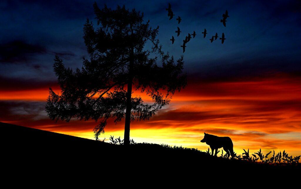 affiliate marketing wolf