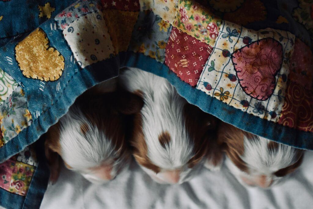 How to make money online from Quilting - three puppies sleeping under a quilt